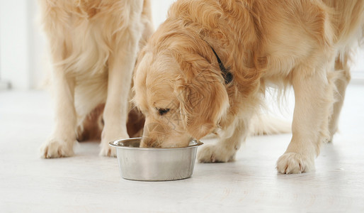 黃金獵犬黄金寻金犬和食物宠物饥饿工作室饮食舌头喂养犬类毛皮猎犬动物背景