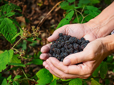 女性握着一整只鲜黑莓的手背景