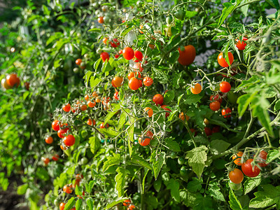 土樱桃红番茄在有机蔬菜园的树枝上长满了新鲜的红色天然西红柿园艺农业生产食物团体场地叶子温室生长收成背景