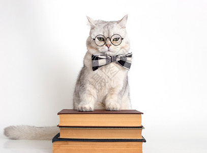 有趣猫戴眼镜穿着蝴蝶领结和眼镜 站在一堆书上 与世隔绝的背景