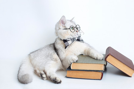 有趣猫戴眼镜灰色领结和眼镜的白猫 躺在一堆旧书上 向远看背景