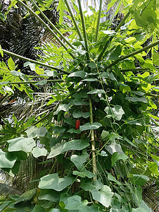 木瓜植物 木瓜绿叶 有登山者热带树叶叶子水果红色绿色星星结构葫芦图片