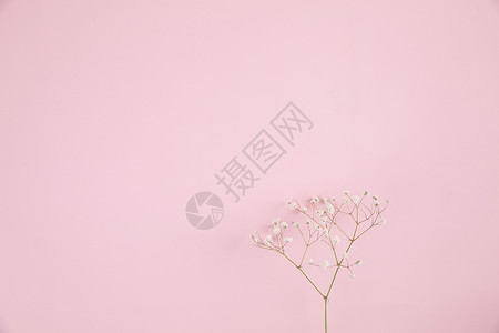 以粉红色背景在顶视中隔离的吉卜赛人小白花植物团体作品婴儿呼吸植物群圆锥花序花束花瓣小枝婚礼背景