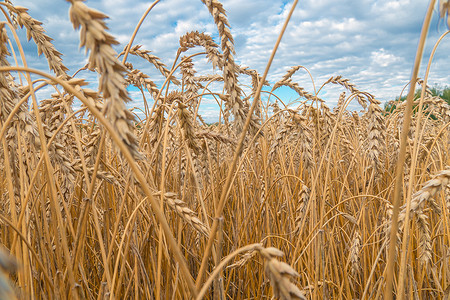 麦穗金麦田 农业农场和农业概念风光种子草原玉米土地田园燕麦大麦收成植物图片