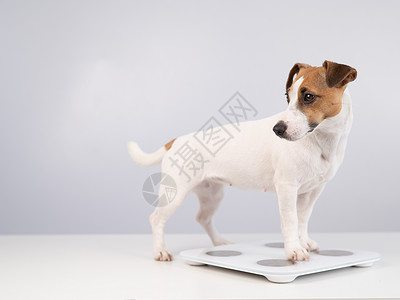 气势磅薄狗杰克罗塞尔泰瑞站在天秤上 在白色背景腰围控制饮食肥胖身体腹部宠物监视器锻炼训练背景