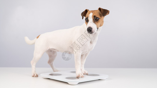 气势磅薄狗杰克罗塞尔泰瑞站在天秤上 在白色背景控制监视器重量身体动物腰部损失数字兽医腰围背景