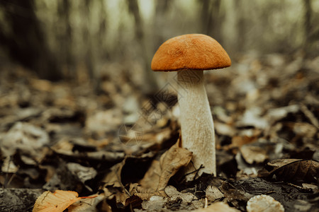 红宝石尾巴  在森林中秋叶的天然树脂 近视 收获 真菌采摘 蘑菇的概念菌类苔藓季节橘皮荒野植物群牛目宏观美食食物背景