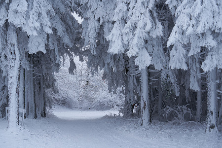 雪松树和森林德国黑森州 Rhoen 的树林中的冬季景观 雪中的溪流和瀑布 高大的松树和雪冷杉 都被雪和冰覆盖着 冰冷的树木几乎是假的几何形状背景