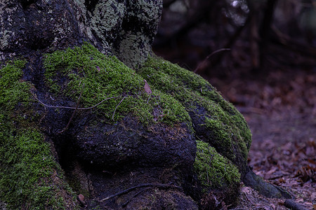 苔藓表面生长秋林中树根和绿苔草阴影享受土地环境勘探魔法荒野林地树干活力背景