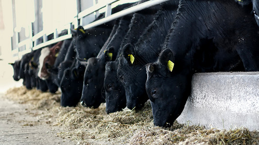 农业 牲畜农场或牧场 一个大牛棚 谷仓 一排母牛 大黑纯种 繁殖公牛吃干草背景图片