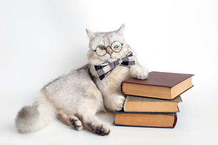 有趣猫戴眼镜穿着灰领结和眼镜的白猫 躺在一堆旧书上背景