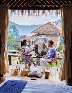 蒋小涵一对夫妇参观了泰国清迈大象保护区 山林大象农场和山区丛林孤儿院冒险避难所男人动物荒野朋友们保护区环境女士背景