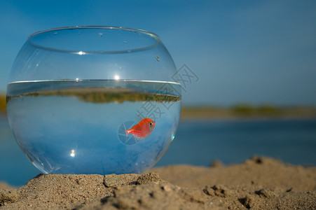 湖上沙子上有金鱼的圆水族馆高清图片