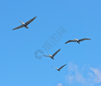 自由飞翔 鸟群飞过天而行旅行假期天空蓝色阳光海滩太阳动物天堂热带图片