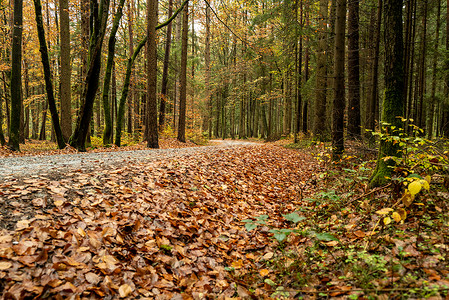 秋秋的森林中的森林道路高清图片