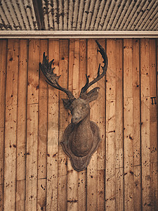 木墙上装饰鹿头背景图片
