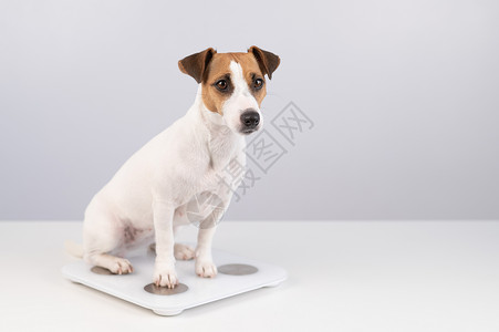 气势磅薄狗杰克罗塞尔泰瑞站在天秤上 在白色背景肥胖腹部饮食监视器兽医数字控制宠物锻炼动物背景