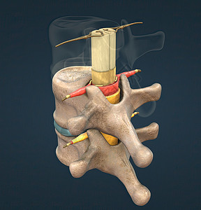 脊神经脊椎神经是一种混合的神经 在脊髓与身体之间带有运动 感官和自动信号 a 脑内解剖学宽慰整脊腰椎疗法姿势脊柱磁盘疼痛理疗背景