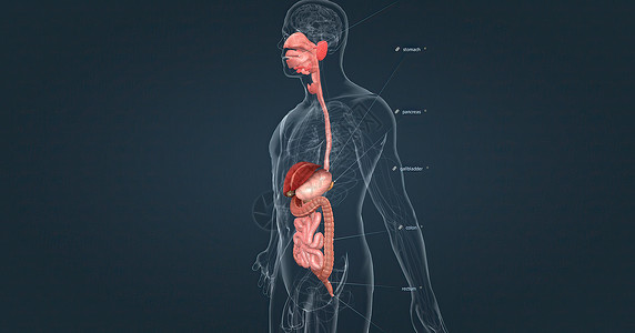 人类消化系统由胃肠道和辅助消化器官组成 其中一种是人工消化系统胆囊保健组织药品食管科学腹部冒号疾病插图背景