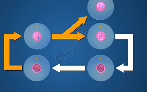 在细胞生物学中 骨质疏松是细胞循环的一部分 将复制的染色体分离成两个新的核 3D 插图细胞分裂精细胞间期染色生物学受精卵配子体细背景