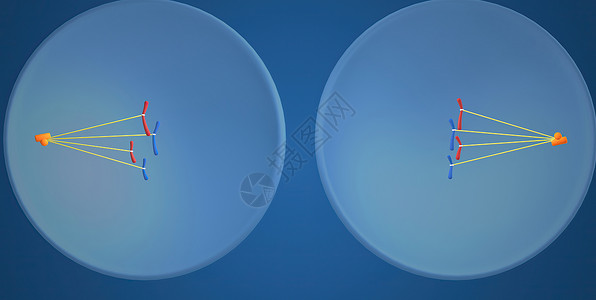 配子在细胞生物学中 骨质疏松是细胞循环的一部分 将复制的染色体分离成两个新的核 3D 插图细胞分裂生物学染色质微生物学体细胞间期精细背景
