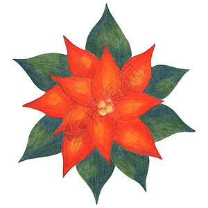 红色手绘花朵圣诞节花朵Poinsetia 由白色背景的彩色笔画所分离背景