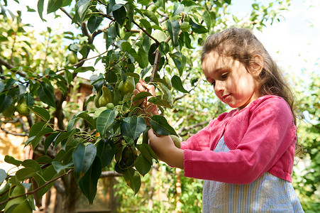 白种漂亮孩子 一个小女孩 在生态区收采新鲜丰盛的成熟有机梨子背景图片