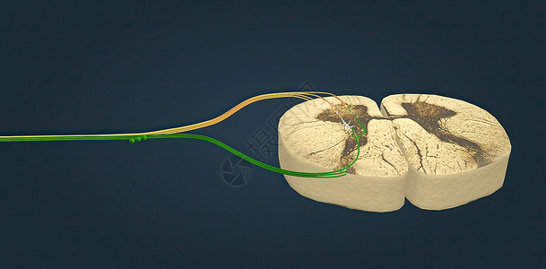 脊髓由脊椎的柱子组成高清图片