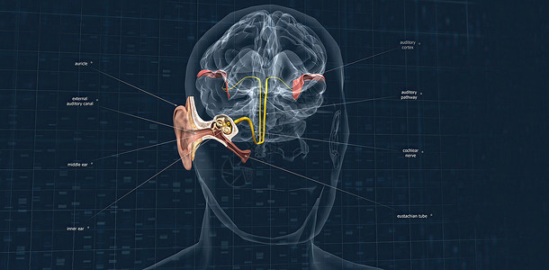 内耳声音从耳朵中传出 并携带信号到大脑 通过听觉神经冲向脑部背景