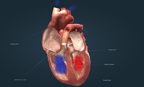主静脉信号转导窦房结高清图片