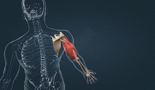 上臂肌肉光学半径二头肌拮抗剂动物微生物学肌细胞人体子宫组织背景