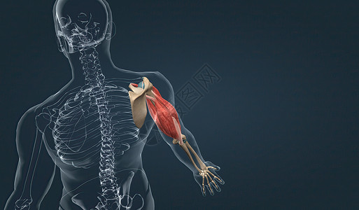 人体系统上臂肌肉生物二头肌组织子宫拮抗剂伸肌手臂系统上肢生物学背景