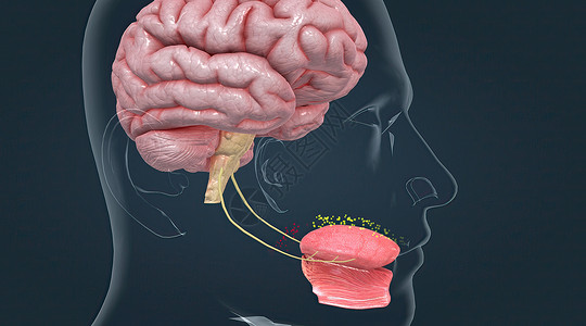 左丘脑味道被被称为品味芽的化疗受体感应到洞察力舌头食物鲜味器官丘脑中枢神经味蕾刺激系统背景