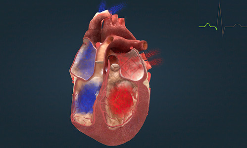 清亮你的肺毛笔字心脏导电系统是控制心跳的节点 细胞和信号网络 它控制着你的心跳心音肌肉心弦电极心肌生物学左心肺循环静脉中庭背景