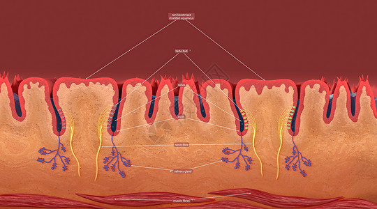 器官结构舌头上方的小结构 给舌头提供了粗糙的纹理 语言型小象丘脑冲动洞察力味蕾生物学大脑皮层味道信号器官食物背景