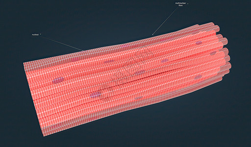 横纹肌组织收缩高清图片