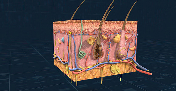 皮肤解剖 显示皮皮 皮质和皮下组织感觉瞳孔洞察力听力鼻子皮层蜗牛大脑皮层疼痛系统背景图片