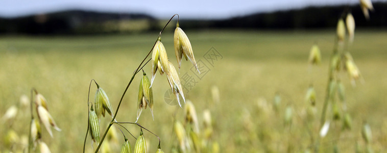 绿色绿燕麦宏观 在野外种植燕麦生长农场麦穗植物种子文化谷物粮食叶子季节图片