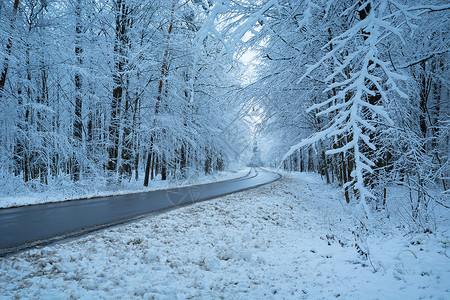 温度曲线冬季风景中穿过森林的石灰路背景
