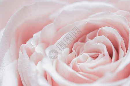 白色背景 花朵粉色苍白玫瑰花朵花瓣 软焦点 宏花背景自然婚姻品牌卡片邀请函植物宏观环境紫色海浪背景