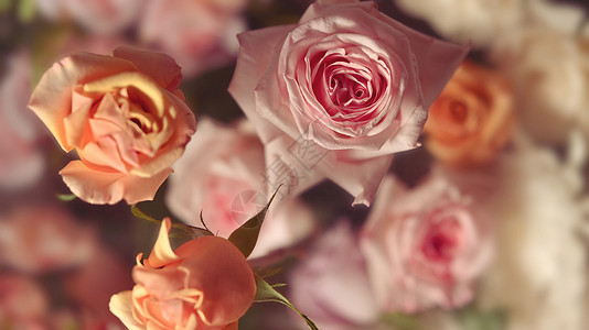 粉色柔色插图板织物 纺织品 纸张和植物植物壁纸的柔软彩玫瑰 花板背景