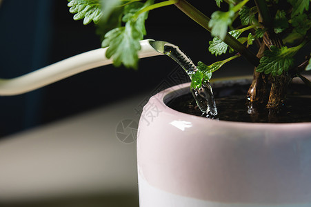 家庭园艺 水罐的封闭 用家用植物给锅水浇水绿色花盆金属植物学爱好生长土壤阳台盆栽水分背景图片