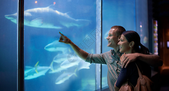有点真实鲨鱼一对年轻夫妇在水族馆里 看着鱼的眼神背景
