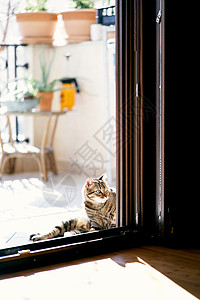 侧坐黄白花猫大花猫坐在院子里敞开的门旁 在咖啡桌和花盆的背景下看着房间 特写背景