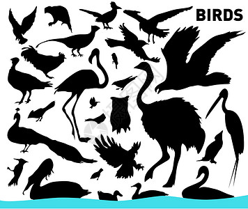 野生鸟类鸟类公鸡主教红衣走鹃乌鸦海鸥野生动物账单啄木鸟插图设计图片