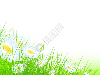 绿色雏菊夏季草原生长绿色插图洋甘菊雏菊场地草地甘菊设计图片