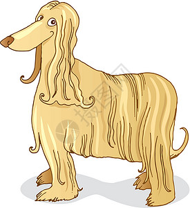 达克斯猎犬Afghan 猎犬绘画插图漫画头发艺术卡通片毛皮宠物设计图片