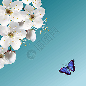 分支和樱花樱花和蓝蝴蝶设计图片