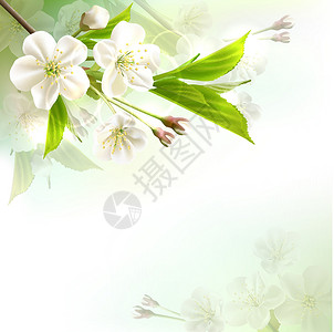 分支和樱花用白色花朵遮光树枝天空花园园艺植物季节柔软度宏观叶子果园投标设计图片