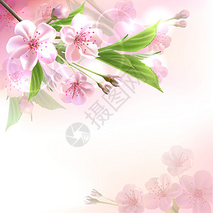 开花的树枝用粉红色花朵遮光树枝设计图片